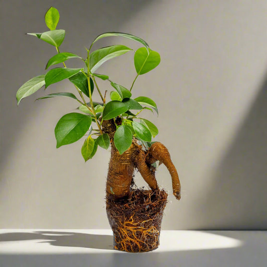 Ficus Ginseng Bonsai