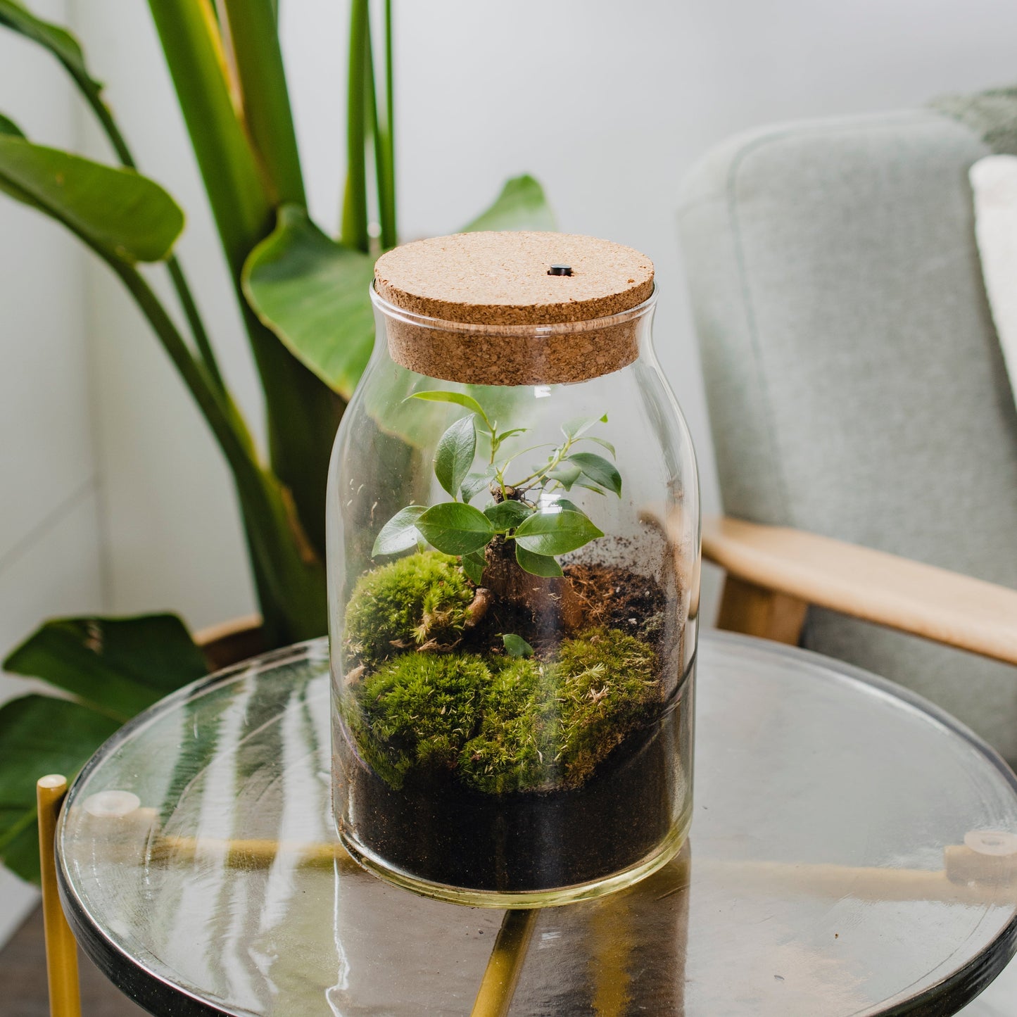 Bonsai - Terrarium Met Led - 30Cm