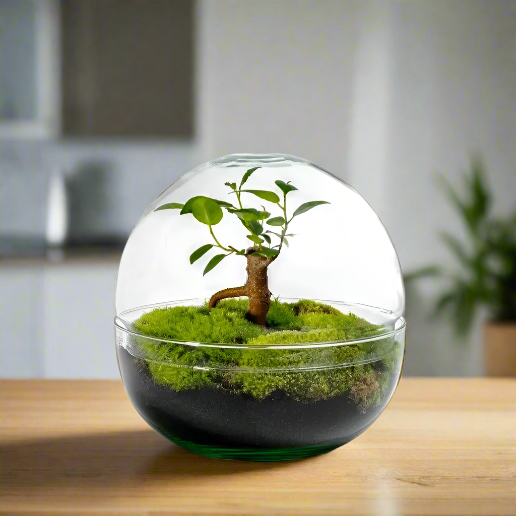 Biodome  Bonsai - Small