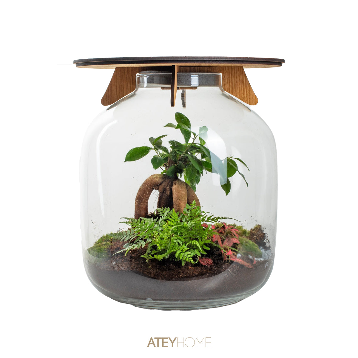 Terrarium table Bonsai