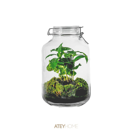 Terrarium Gaja